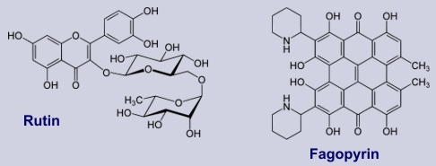 Fagopyrin, Rutin - Inhaltsstoffe des Buchweizens