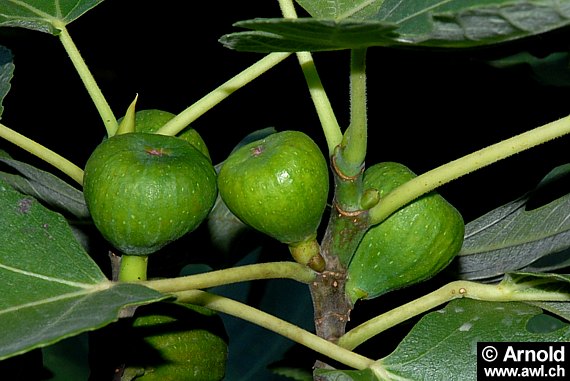 Ficus carica - Echter Feigenbaum