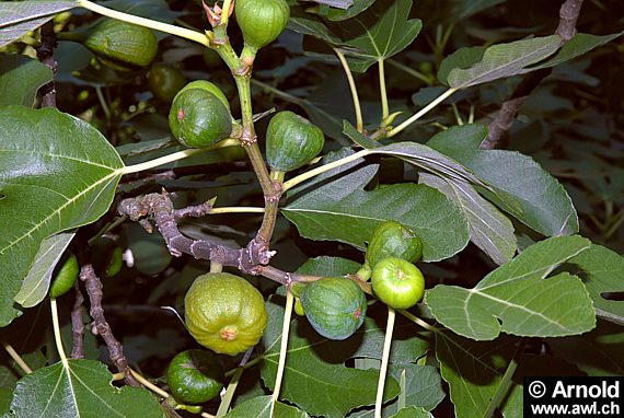 Ficus carica - Feige, Feigenbaum