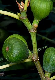 Ficus carica - Echter Feigenbaum