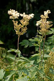 Mädesüss - Filipendula ulmaria