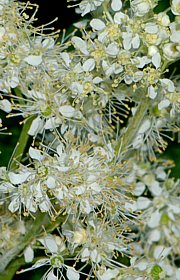 Filipendula ulmaria - Mädesüss