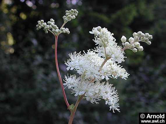 Blütendolde vom Mädesüss (Filipendula ulmaria)