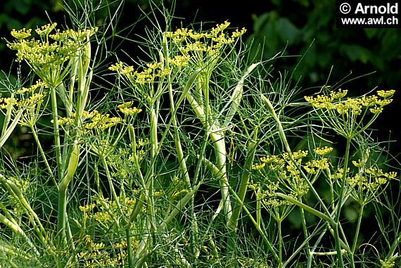 Bitterer Fenchel - Foeniculum vulgare