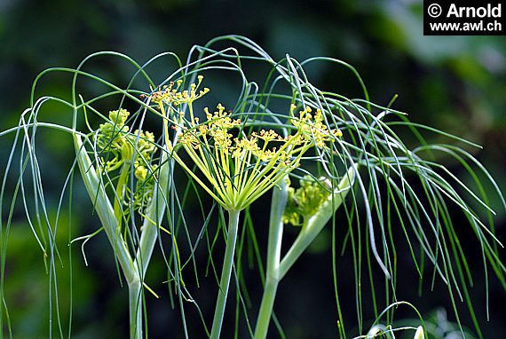 Gemeiner Fenchel