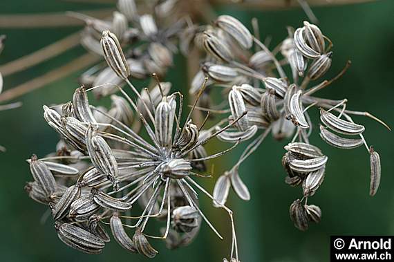 Foeniculum vulgare - Gewürzfenchel - Früchte