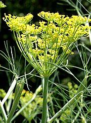 Fenchel - Foeniculum vulgare