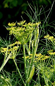 Fenchel - Foeniculum vulgare