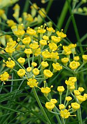 Fenchel - Foeniculum vulgare