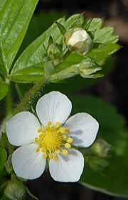 Walderdbeere - Fragaria vesca