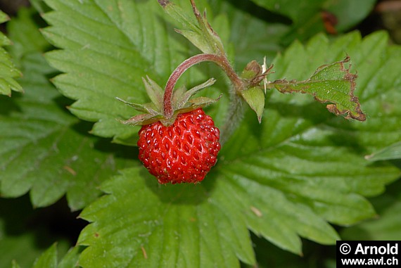 Walderdbeere - Fragaria vesca