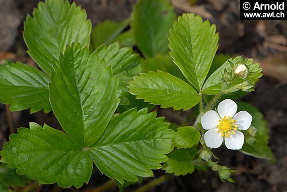 Walderdbeere - Fragaria vesca