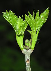 Esche - Fraxinus excelsior