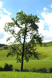 Esche - Fraxinus excelsior