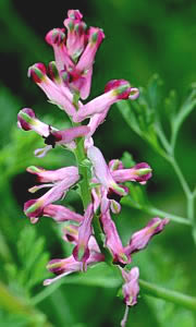 Erdrauch - Fumaria officinalis