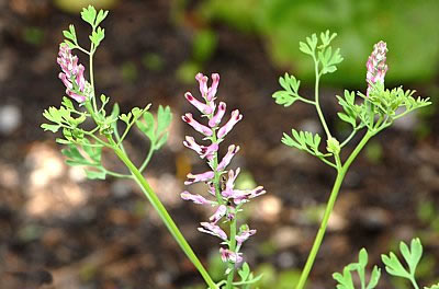 Erdrauch (Fumaria officinalis)