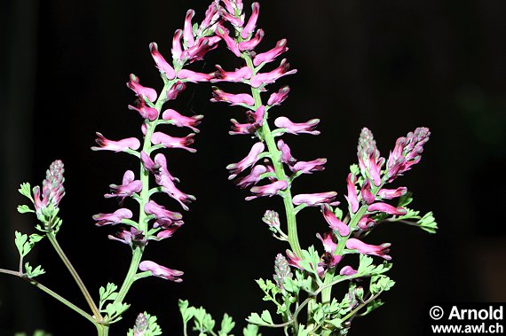 Erdrauchpflanzen - Fumaria officinalis