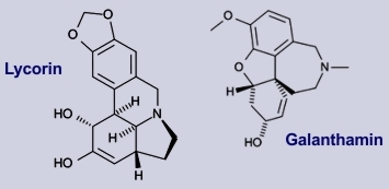 Galanthamin, Lycorin - Inhaltsstoffe des Schneeglöckchens