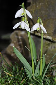 Galanthus nivalis - Gemeines Schneeglöckchen