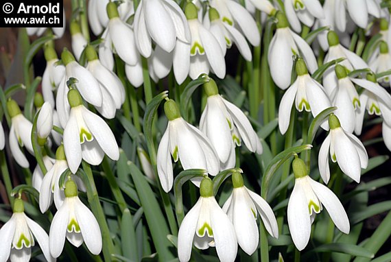 Galanthus nivalis (Gemeines Schneeglöckchen)