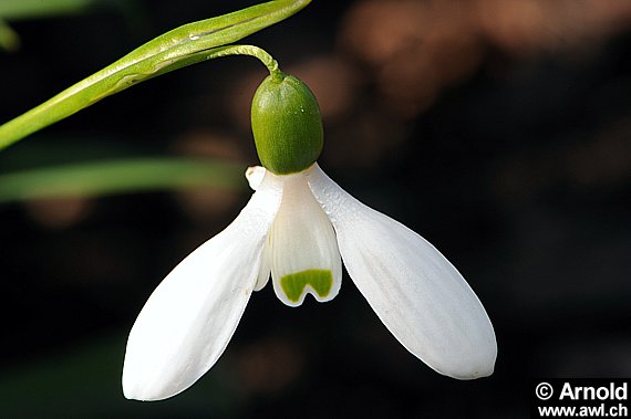 Schneeglöckchen mit Blüte