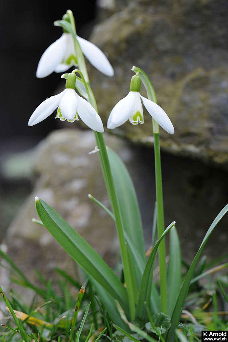 Schneeglöckchen - Galanthus nivalis - AWL.ch