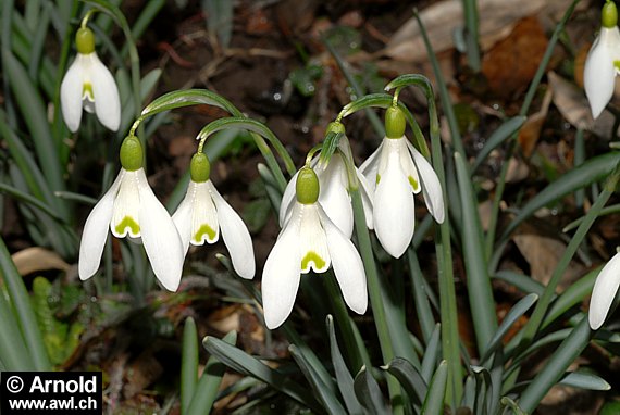 Schneeglöckchen (Galanthus nivalis)