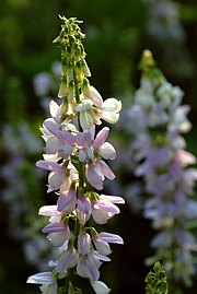 Galega officinalis - Geissraute, Geissklee