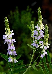 Galega officinalis - Geissraute, Geissklee