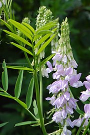 Galega officinalis - Geissraute, Geissklee