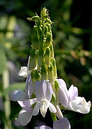 Galega officinalis - Geissraute, Geissklee