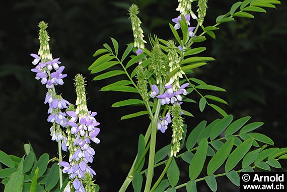 Galega officinalis - Geissraute, Geissklee