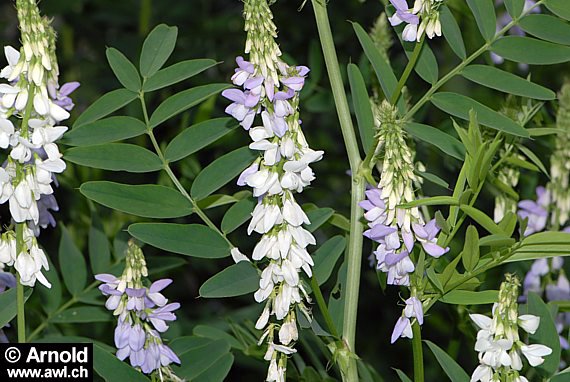 Geissraute - Galega officinalis