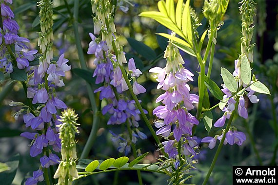 Galega officinalis - Geissraute