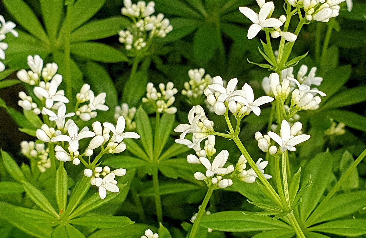 Waldmeister (Galium odoratum) als Heilpflanze - AWL.ch