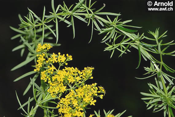 Galium verum - Gelbes Labkraut