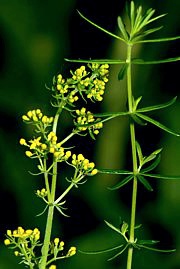 Labkraut - Galium verum