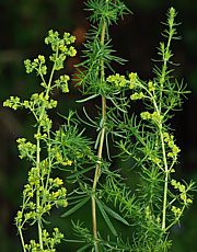 Labkraut - Galium verum