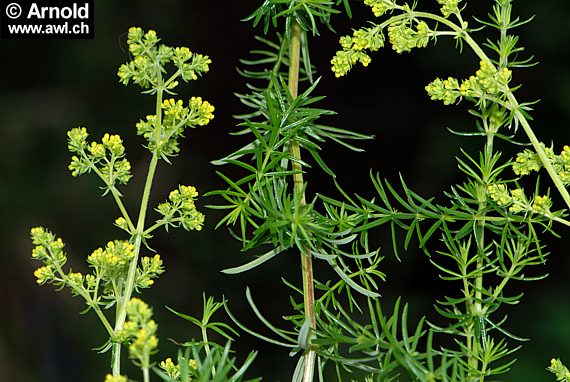 Labkraut (Galium verum)