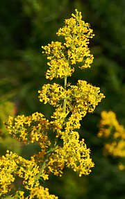 Labkraut - Galium verum