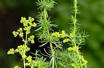 Labkrautpflanzen (Galium verum)