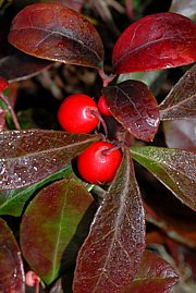 Gaultheria procumbens - Wintergrün