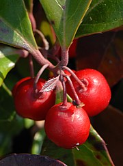 Gaultheria procumbens - Wintergrün