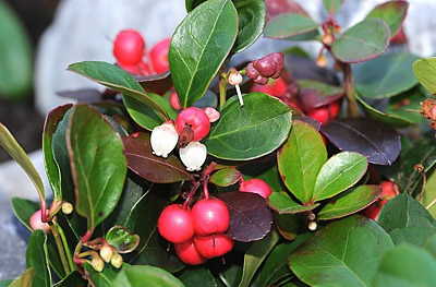 Gaultheria procumbens - Scheinbeere