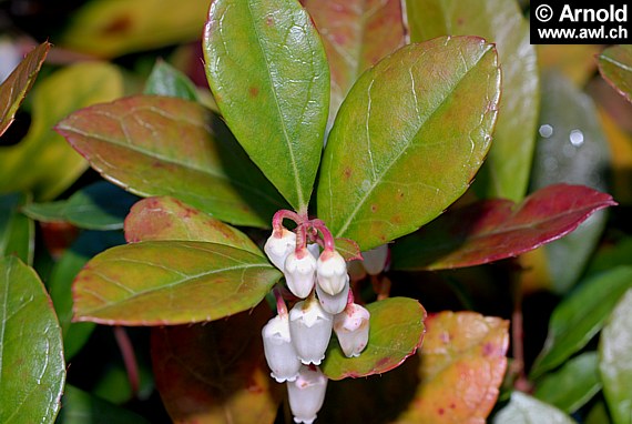 Scheinbeere (Gaultheria procumbens)