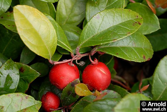 Wintergrün - Gaultheria procumbens