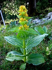 Gelber Enzian - Gentiana lutea