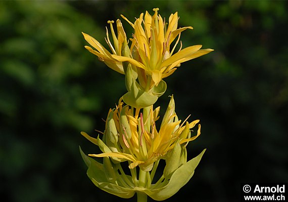 Gelber Enzian mit Blüte