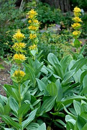 Gelber Enzian - Gentiana lutea