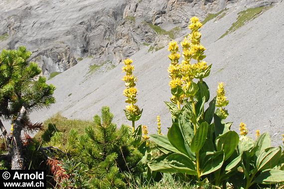 Gelber Enzian (Gentiana lutea)